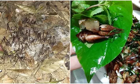 Đặc sản bò ra từ hang đá, hốc cây độc nhất ở Lạng Sơn, được bán với giá 500.000/kg, nhiều người săn lùng