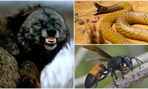 Những loài động vật là ‘cơn ác mộng’ khủng khiếp đối với con người: Việt nam có 1 loài