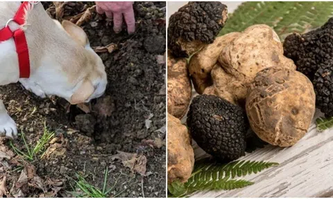 Người đàn ông đụng trúng ‘báu vật’ khi dắt chó đi dạo: Hương thơm nồng nàn, được ví như 'kim cương đen'