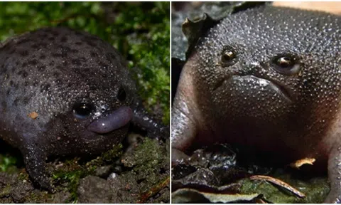 Loài ếch kì lạ có khuôn mặt ‘khó ở’, được mệnh danh là ‘quả bóng cáu kỉnh’