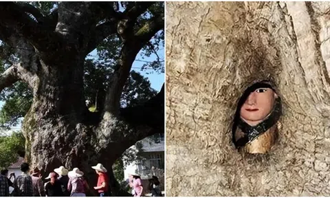 Bí ẩn cây long não hàng nghìn năm tuổi ‘ôm’ tượng Phật, làm cách nào bức tượng lại ở trong thân cây?
