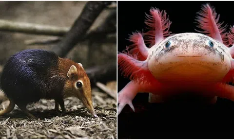 Top những loài sinh vật vô cùng hiếm gặp, là ‘bậc thầy’ của ngụy trang
