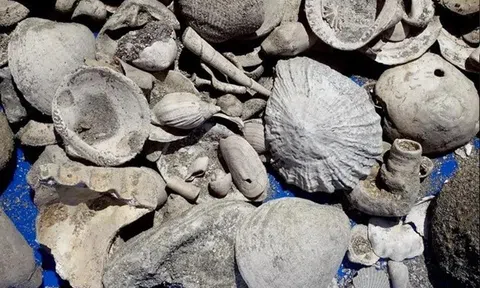 Phát hiện ‘kho báu’ hóa thạch 3 triệu năm tuổi ở nhà máy nước thải, hầu hết đều đã tuyệt chủng