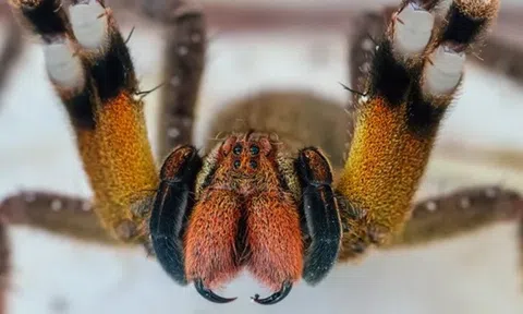 Loài nhện độc nhất thế giới được mệnh danh ‘kẻ giết người’