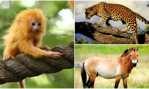Những loài động vật đã tuyệt chủng và đang trên bờ vực tuyệt chủng được hồi sinh diệu kì
