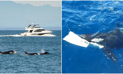 Cá voi sát thủ đánh chìm 1 chiếc thuyền sau 1 giờ tấn công, ngày càng thông minh gây lo ngại