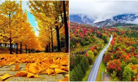 Tại sao lá cây đổi màu vào mùa thu?