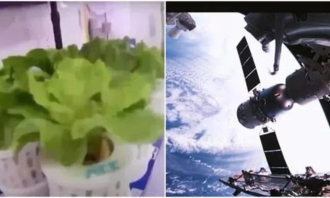 Trung Quốc trồng thành công rau diếp và cà chua trên trạm vũ trụ Thiên Cung