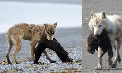 Clip hiếm: Chó sói săn rái cá ở biển khi thủy triều xuống, phát triển kĩ năng ‘độc nhất vô nhị’