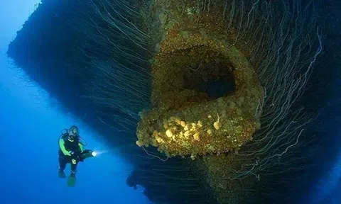 Các nhà khoa học phát hiện ‘linh hồn vực thẳm’ rùng rợn ở độ sâu 10.000 dưới lòng đại dương