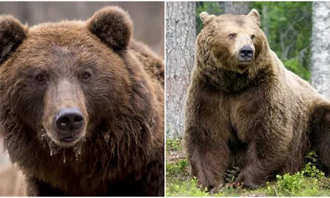 Nam sinh viên mất tích 10 ngày được tìm thấy, đã tử vong bên cạnh xác con gấu