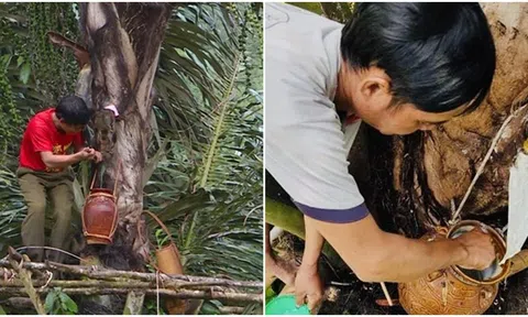 Loại rượu được mệnh danh ‘đệ nhất tửu giữa rừng’ Việt Nam: Chảy ra từ ngọn cây là thức uống quý giá