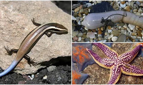 3 loài động vật có khả năng tái sinh diệu kì: Tự mọc lại các bộ phận khi bị đứt