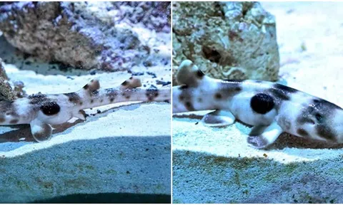 Kì lạ cá mập sinh con sau 4 năm không tiếp xúc với con đực ở sở thú Chicago