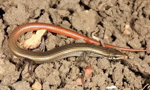 Loài thằn lằn giống rắn hồi sinh kì diệu sau 40 năm bị tuyệt chủng khiến các nhà khoa học kinh ngạc