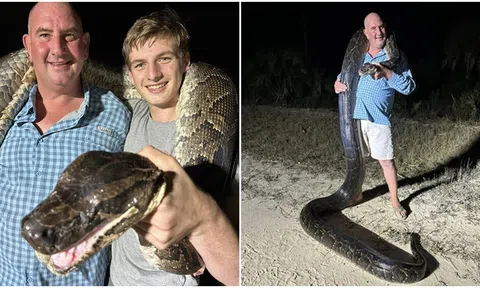 ‘Quái vật’ Trăn Miến Điện nặng 90kg, dài hơn 5m bị bắt tại Florida, 5 người đàn ông mới bắt được