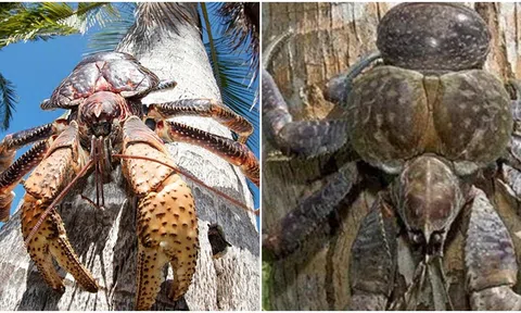 Loài cua là động vật chân đốt sống trên cạn lớn nhất thế giới : Có thể dài tới 1m, giá 6-7 triệu /kg