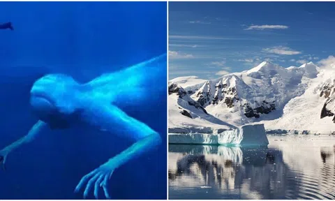 Sinh vật bí ẩn có 2 tay giống con người, dài 30m từng xuất hiện dưới đại dương ở Nam Cực thách đố các nhà khoa học