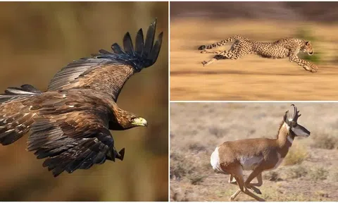 Top những động vật chạy nhanh nhất hành tinh, báo còn thua xa loài động vật này