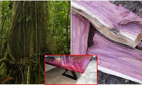 Loại gỗ quý hiếm với vẻ đẹp mê hoặc, có thể đổi màu và độ bền bậc nhất thế giới