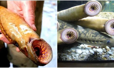 Tổ tiên của loài cá ‘ma cà rồng dưới nước’ thực chất ăn thịt chứ không hút máu