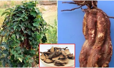 Loại cây từng mọc hoang ở vùng núi nay là dược liệu quý giá trị râu tóc bạc, chống ung thư cực tốt