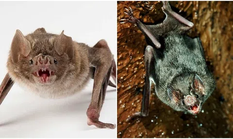 Dơi ‘ma cà rồng’ đang di cư, mang theo mối đe dọa bệnh dại khiến con người lo sợ