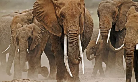 Loài động vật đầu tiên biết đặt tên cho nhau giống con người, sử dụng ngôn ngữ riêng để gọi nhau