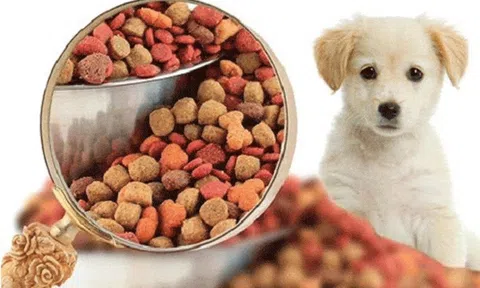 Nhiều người liên tiếp bị nhiễm vi khuẩn Salmonella liên quan đến thức ăn cho vật nuôi