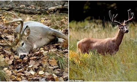 Dịch bệnh đáng sợ biến hươu thành ‘Zombie’: Cảnh báo về loại virus não gây tử vong