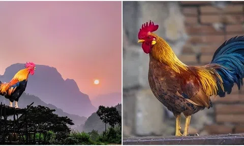 Sự thật đằng sau tiếng gà gáy: Con người đã đoán sai hàng ngàn năm nay