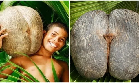 Loại hạt giống lớn nhất thế giới: Đường kính nửa mét, có thể nặng đến 25kg