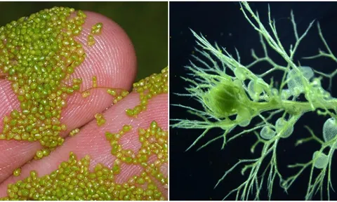 Những loài thực vật nhanh nhất thế giới, tốc độ phát tán tính bằng mili giây