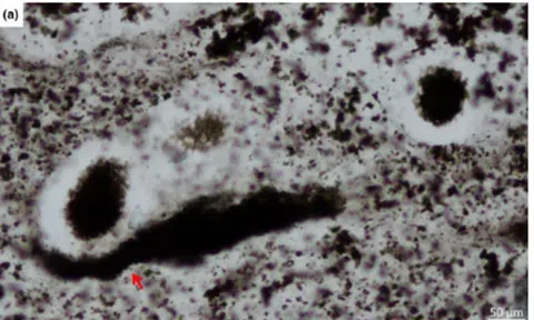 Phát hiện chấn động: Hóa thạch 2,4 tỉ năm tuổi là bằng chứng sống động cho sự sống phức tạp của Trái Đất