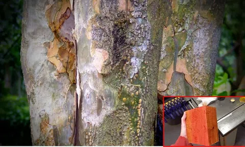 Loại gỗ quý hiếm đang đứng trước nguy cơ tuyệt chủng: Có thể đổi màu, đắt và cứng nhất thế giới