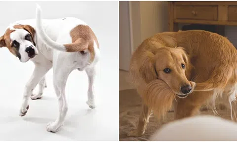 Bí mật đằng sau việc chó thường đuổi theo và cắn đuôi của chính mình?