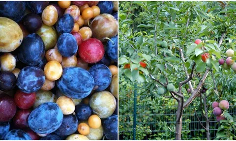Loài cây cho ra 40 thứ quả khác nhau trong cùng một mùa: Mất 5 năm để trồng và ghép