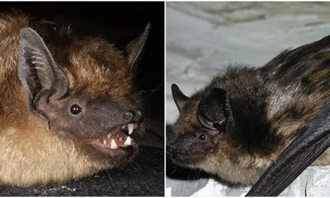 Dơi có 'của quý' khổng lồ với thời gian giao phối tới 12 giờ, chưa từng thấy ở động vật có vú trước đây