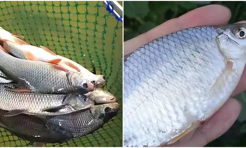 Sự thật không ngờ đằng sau việc nhân giống thành công cá diếc không xương sống