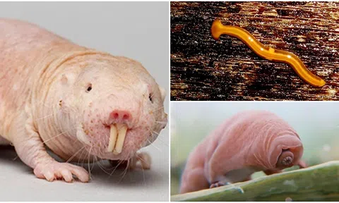 Tận mục 3 loại ‘quái thú’ sở hữu ‘năng lực siêu phàm’ nhất hành tinh: Có loại không bao giờ chết