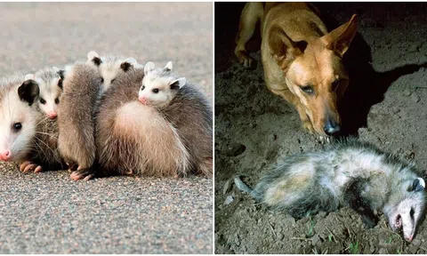 Loài động vật giả chết cực kì điêu luyện, tiết ra mùi hôi thối như xác chết khiến kẻ thù ‘ngao ngán’