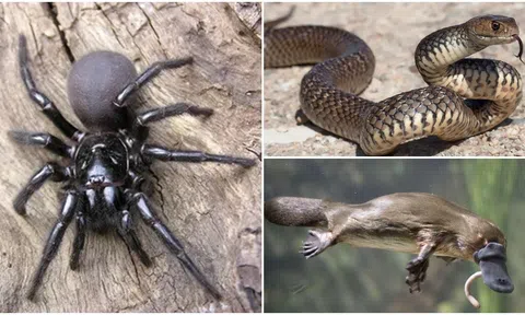 Vì sao Australia lại có vô số sinh vật có nọc đọc, thậm chí cả thú mỏ vịt cũng có độc?