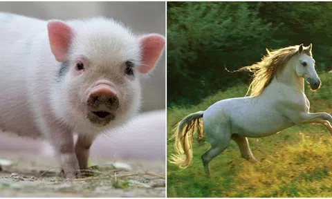 Bắt đầu từ tháng 12, bốn con giáp này sẽ quay lại với tình cũ, cả tình và tiền ‘lên hương’