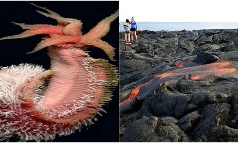 Loài sinh vật có khả năng chịu nhiệt khủng khiếp nhất thế giới: Núi lửa phun trào vẫn sống sót