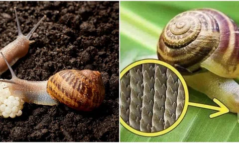 Loài động vật thân mềm có số lượng răng ‘khủng’ lên tới 25.000 chiếc