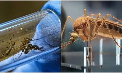Mỹ thả 2,4 tỷ con muỗi biến đổi gen, các nhà khoa học tiết lộ sự thật về mục đích đằng sau