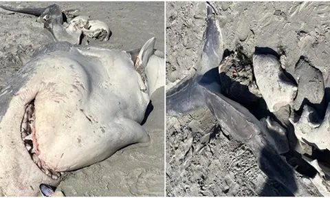 Kinh hoàng xác cá mập trắng lớn bị cá voi sát thủ xé làm đôi để ăn gan