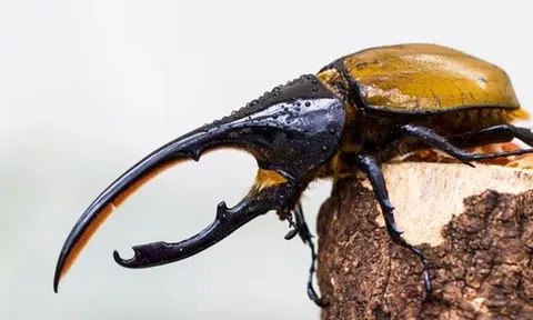 Loài côn trùng bay lớn nhất thế giới, có thể nâng vật nặng gấp hàng trăm lần trọng lượng của chúng