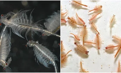 Loài động vật sống dai nhất thế giới: Sấy khô, hơ trên lửa, nhúng trong rượu, ra khỏi vũ trụ cũng không chết