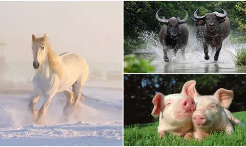 Từ tháng 12 đến tết Nguyên Đán, những con giáp sau liên tiếp đón niềm vui, vận may từ trên trời rơi xuống